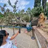 L'albero caduto in piazzale Roma