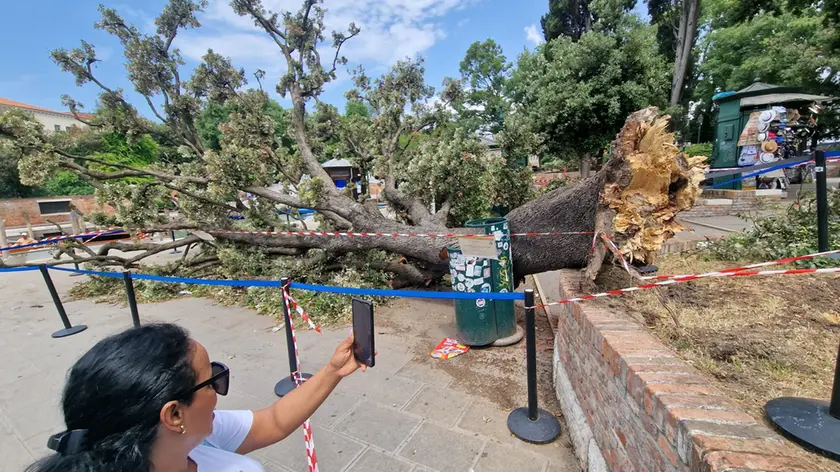 L'albero caduto in piazzale Roma