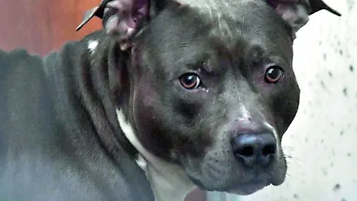 Un pitbull ha sventato il delitto (foto d'archivio)