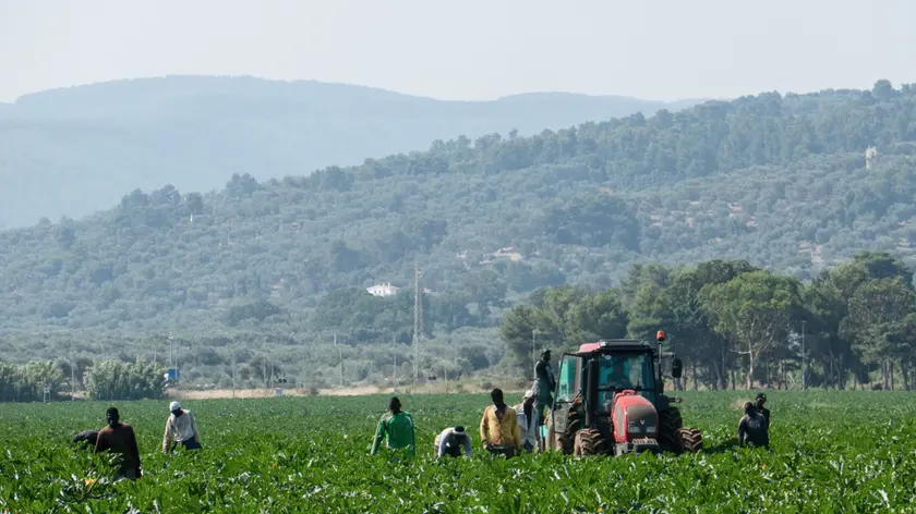 Bracciante agricolo trovato morto in un campo di mais