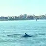 Il delfino Clodio al largo di Chioggia