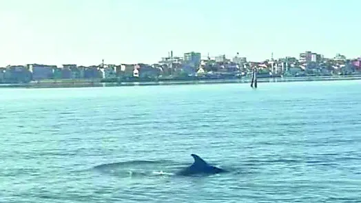 Il delfino Clodio al largo di Chioggia