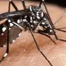 Un caso di West Nile a Cavarzere