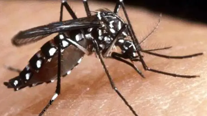 Un caso di West Nile a Cavarzere