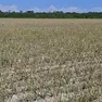 Un campo di barbabietole completamente divorato