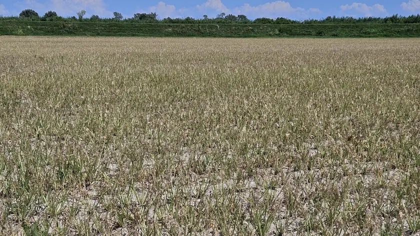 Un campo di barbabietole completamente divorato