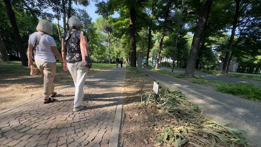 Alberi di tiglio tagliati in viale Garibaldi a Carpenedo