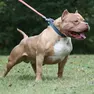 Un cane di razza American Pit Bull Terrier: per tutti, pitbull