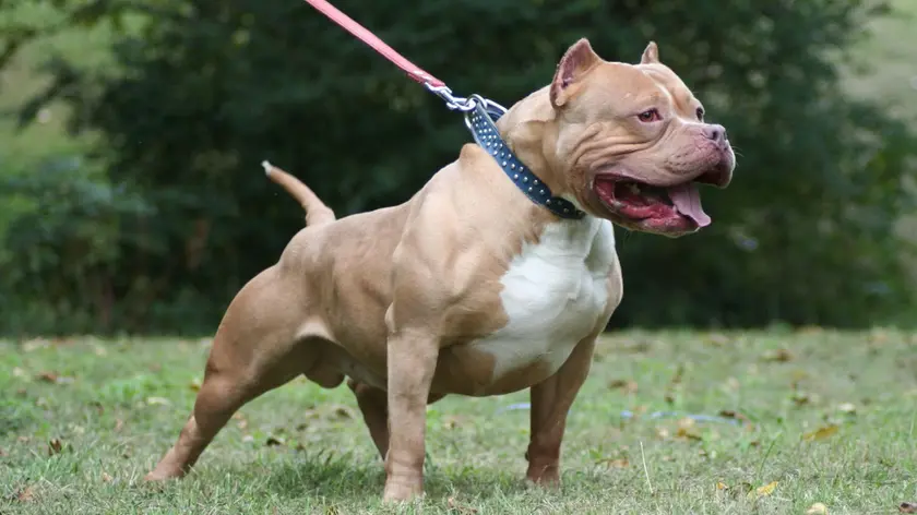 Un cane di razza American Pit Bull Terrier: per tutti, pitbull
