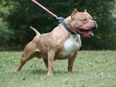 Un cane di razza American Pit Bull Terrier: per tutti, pitbull