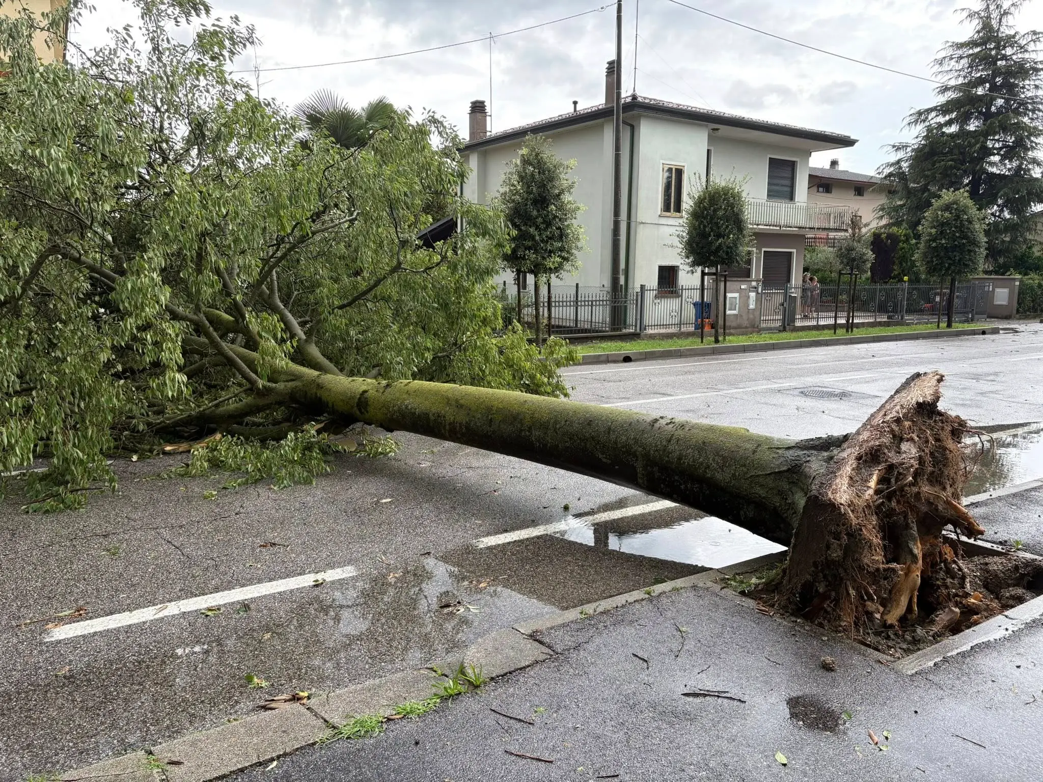 L'albero caduto a Pianiga