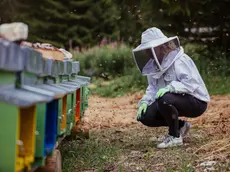 Apicoltura in Veneto, stanziati nuovi fondi regionali a sostegno