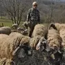 Allarme per le pecore dell'Alpago