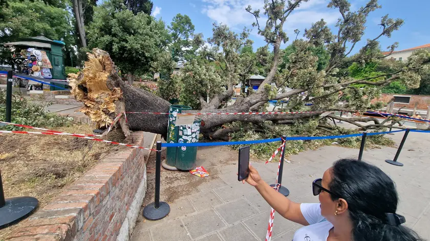 L'albero caduto in piazzale Roma a Venezia