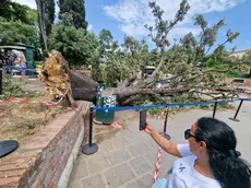 L'albero caduto in piazzale Roma a Venezia