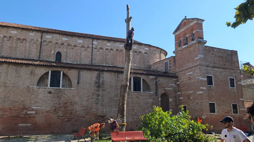 I giardinieri al lavoro per il taglio alberi
