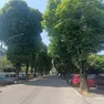 Sandonà: proteste contro il taglio di 18 ippocastani per la pista ciclopedonale