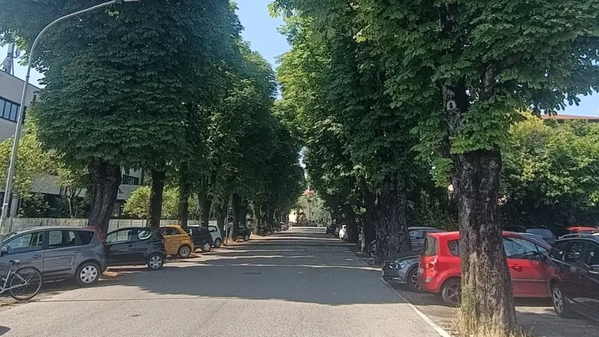 Sandonà: proteste contro il taglio di 18 ippocastani per la pista ciclopedonale