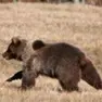 Incontro ravvicinato tra una famiglia e un orso a Tarcento