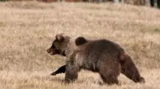 Incontro ravvicinato tra una famiglia e un orso a Tarcento