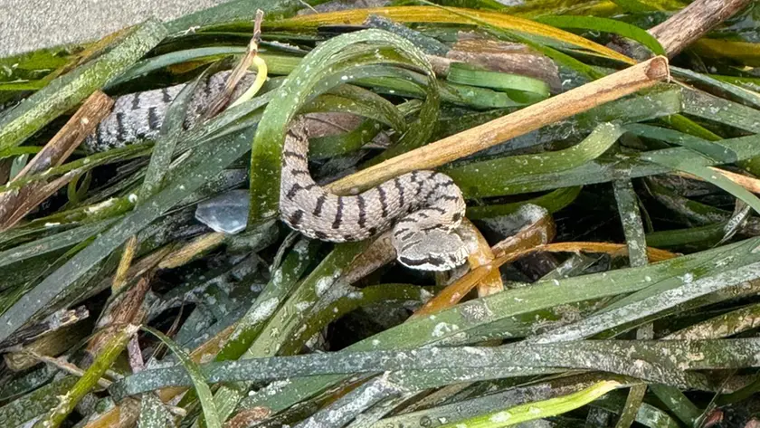 La vipera che ha morso il bambino in spiaggia