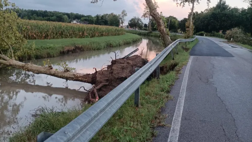 L'albero caduto a Meolo portandosi dietro un pezzo di asfalto (Foto Monforte)
