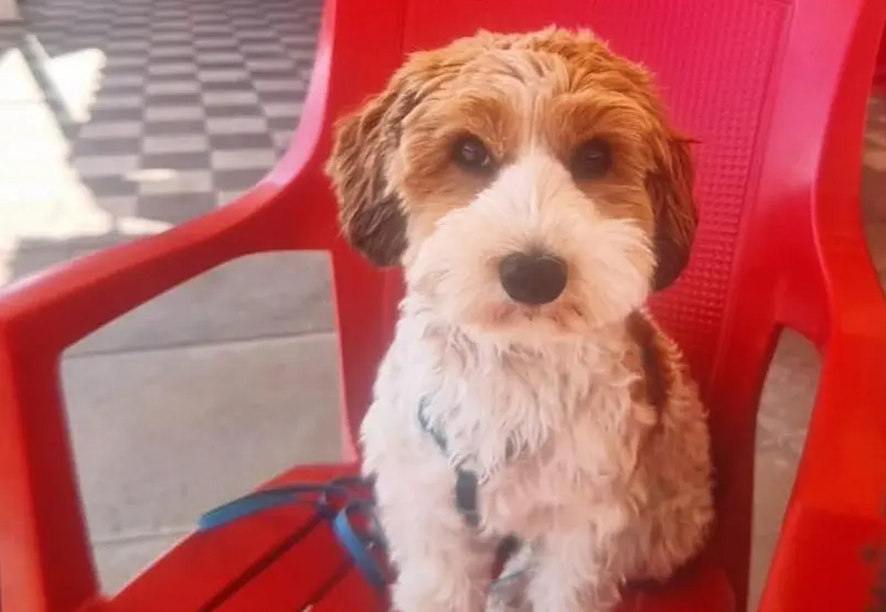 Luky, il cagnolino della donna accoltellata