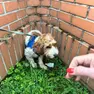 Il ritrovamento di Lucky