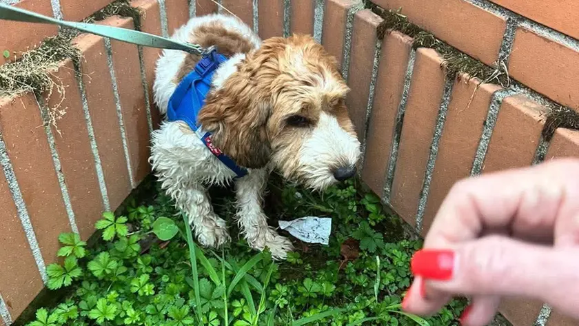 Il ritrovamento di Lucky