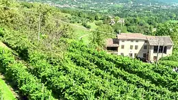I vigneti antichi di Castelcies recuperati dalla famiglia di viticoltori Dal Bello