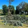 L'albero che stava tagliando l'uomo rimasto ferito (foto Bortoluzzi)