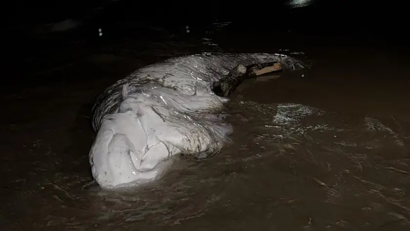 Il pesce siluro arenato, foto dal gruppo Facebook "Occhio Jesolano"