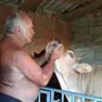 Il defunto Maurizio Parpinel intento ad accarezzare una mucca