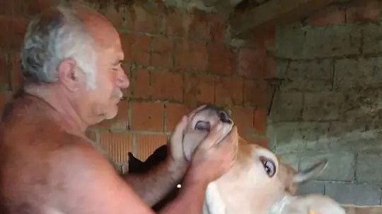 Il defunto Maurizio Parpinel intento ad accarezzare una mucca