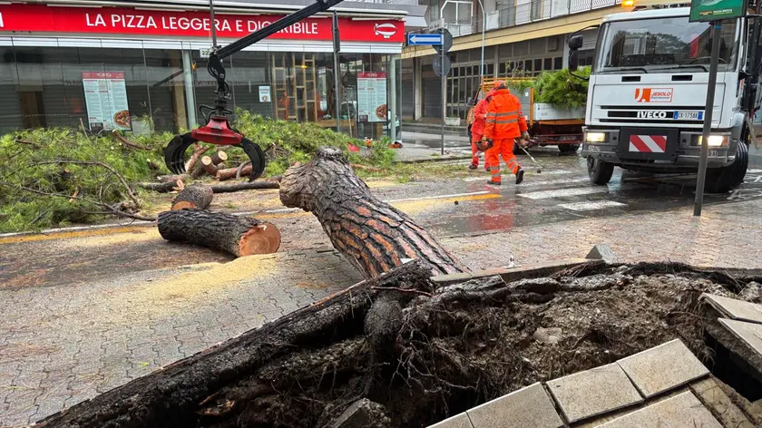 Uno degli alberi caduti a Jesolo