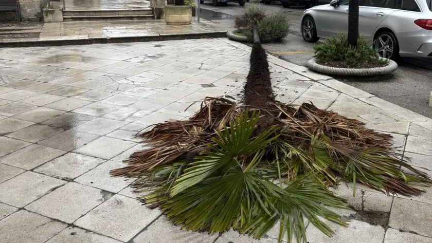L'albero caduto davanti al Duomo di Portogruaro