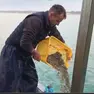 La semina delle vongole neonate nel mare