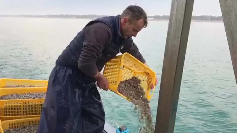 La semina delle vongole neonate nel mare