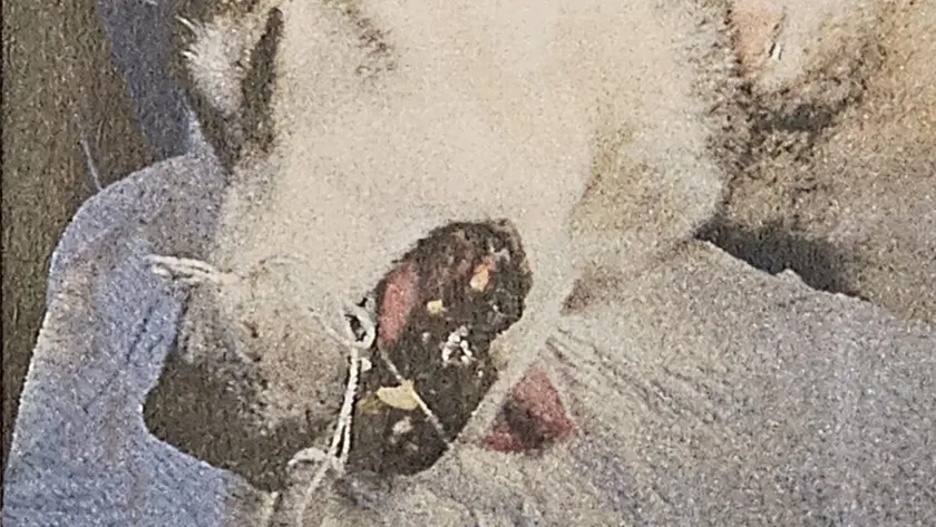 L’husky operato dopo l’aggressione da parte dell’amstaff