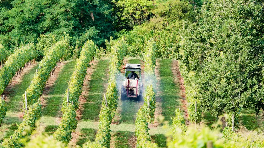 Avepa, erogati 100 milioni di euro di anticipi Pac agli agricoltori veneti