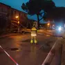 Il pino caduto a Jesolo