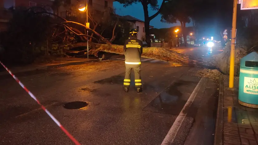 Il pino caduto a Jesolo