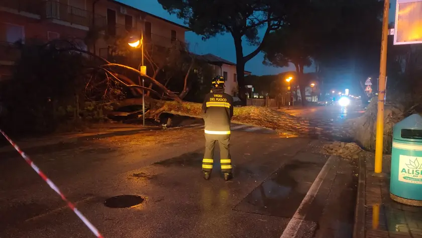 Il pino caduto in via Levantina a Jesolo