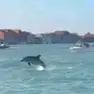 Il delfino in bacino San Marco