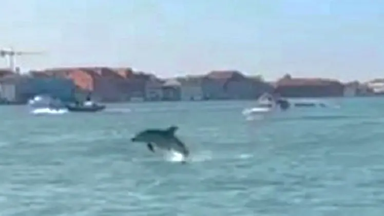 Il delfino in bacino San Marco
