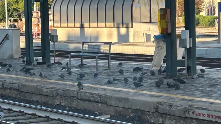 L'invasione di piccioni sulle banchine della stazione