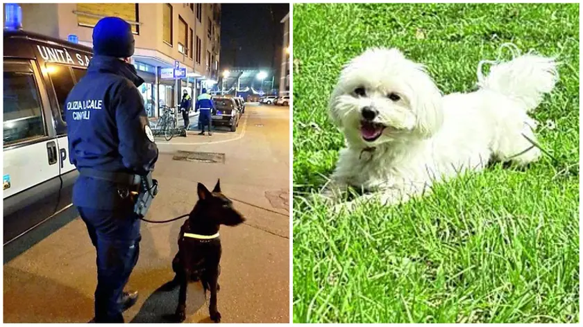 Luke il cane poliziotto e a destra il maltese Yoshi che è stato sbranato