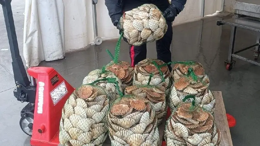 Le capesante sequestrate al mercato ittico di Chioggia