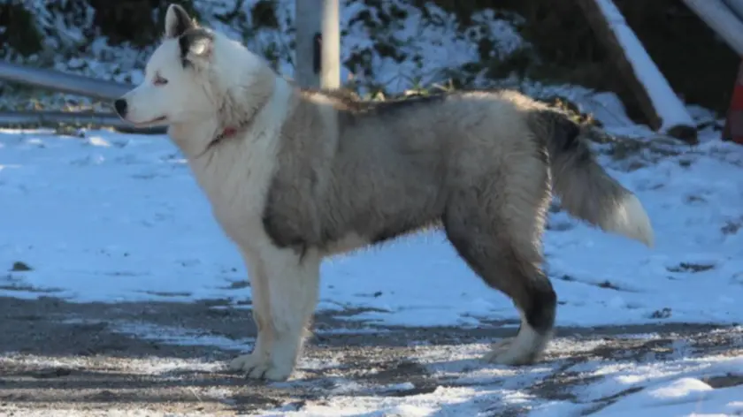 Un esemplare di Yakutian Laika, scelto per difendersi dai lupi