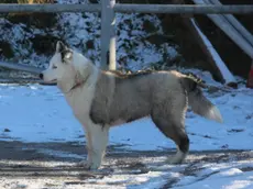 Un esemplare di Yakutian Laika, scelto per difendersi dai lupi